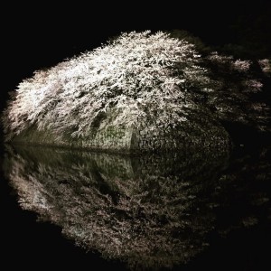 彦根城桜