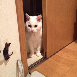 みぃーちゃん